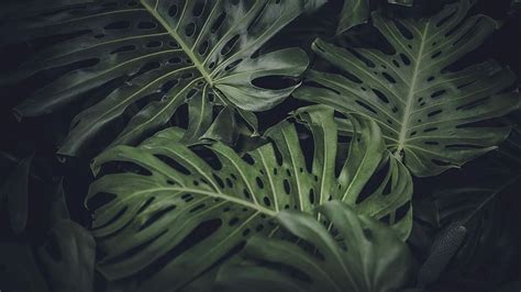 Hd Wallpaper Green Leaves Of Monstera Plant Growing At Home Interior