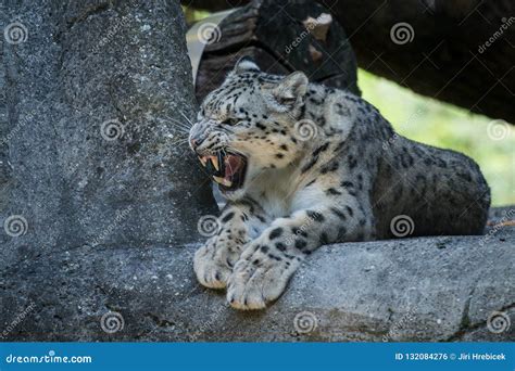 A Himalayan Snow Leopard Panthera Uncia Lounges On A Rock Beautiful Irbis In Captivity At The