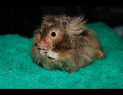 Hamster Syrian Long Hair Long Haired Syrian Hamster Cramlington