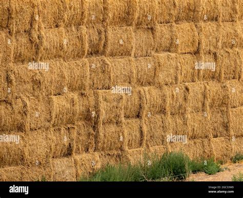 Alfalfa Hay Bales Hi Res Stock Photography And Images Alamy