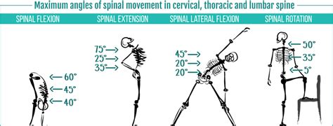 Spinal Mobility Routines To Ensure You Target All Aspects Of The Core