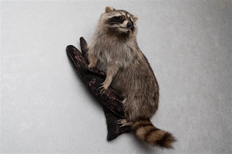 Raccoon Taxidermy Mount Racoon Mounted Stuffed Animals For Sale