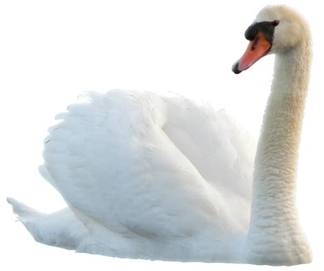 Swan Bird Duck Swan Png Download 650544 Free Transparent Swan