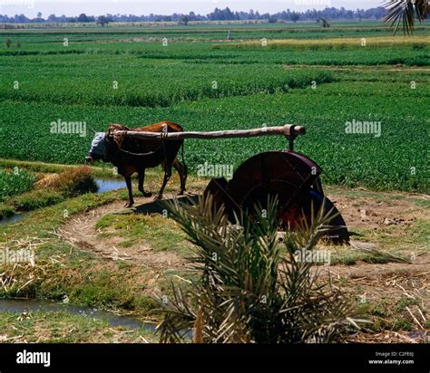 Irrigation Nile Valley Egypt Stock Photo Royalty Free Image 35990490