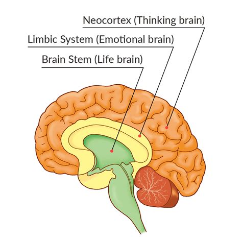 Step 4 Brain Integrating — Brain Education