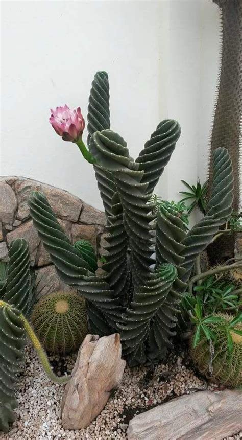 Entrá y conocé nuestras increíbles ofertas y promociones. cereus espiralado | Suculentas, Cactus y suculentas ...