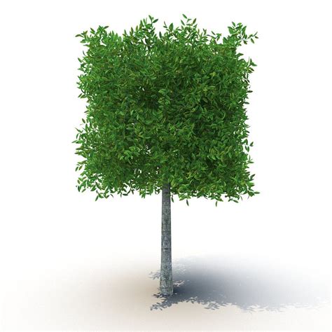 Square Tree Tree 3d Drawings Graphics Inspiration