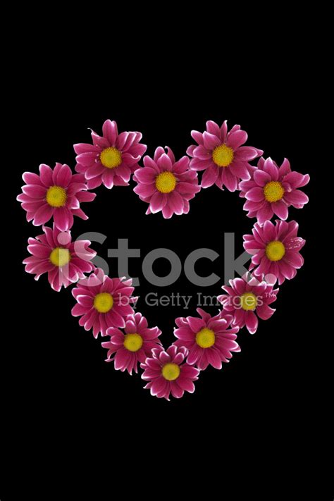 Flower Heart Stock Photo Royalty Free Freeimages