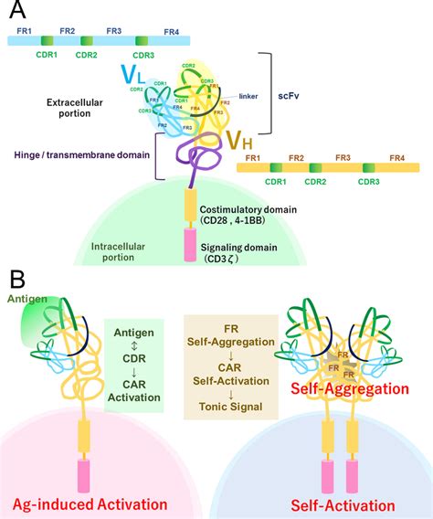 Schematic Explanation Of Chimeric Antigen Receptor Car Structure And