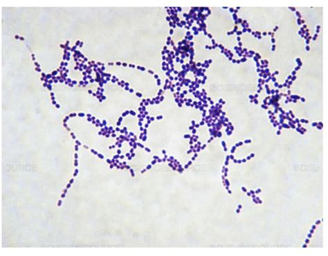 Streptococcus Et Enterococcus Flashcards Quizlet