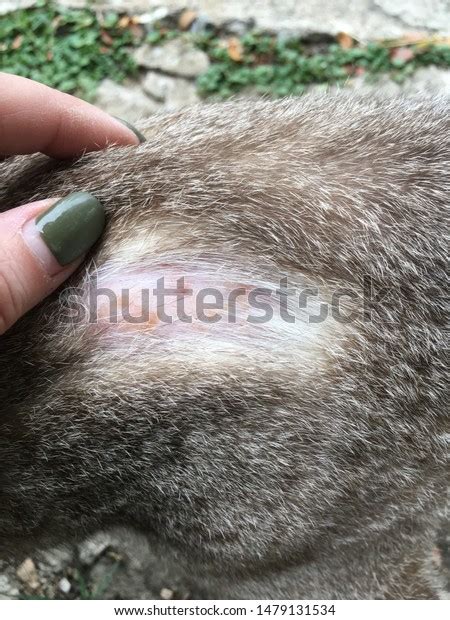 Cat Skin Disease Fungus Stock Photo 1479131534 Shutterstock