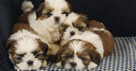 How Many Puppies Can A Shih Tzu Have Coach Doggo