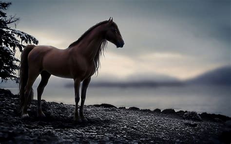 60 Horse Backgrounds ·① Download Free Stunning High Resolution