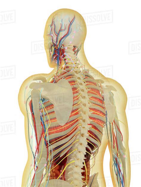 What about the transition from molecules to man? Human skeleton showing a transparent lung with surrounding rib cage. - Stock Photo - Dissolve