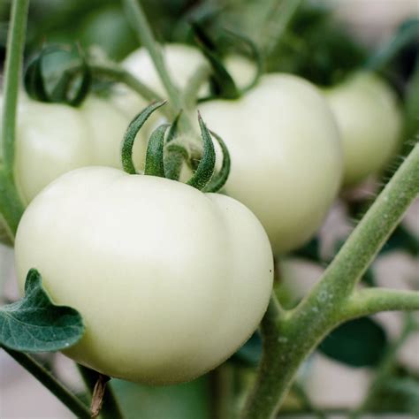 Tomato White Beauty Seeds The Seed Collection