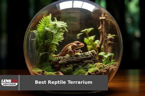 10 Top Selling Reptile Terrariums For 2023