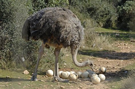 Ostrich With Eggs Stock Image C0069931 Science Photo Library