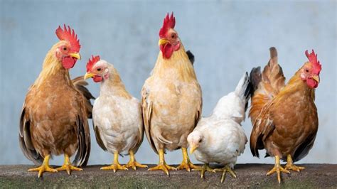 Avian Influenza Confirmed In Illinois Backyard Poultry The Southland Journal