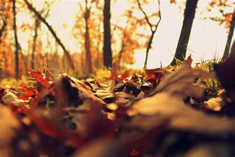 545254 Autumn Bridge Fall Forest Leaves Trees Woods 4k Rare