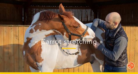 13 Stretchingrelaxation Exercises To Do With Your Horse