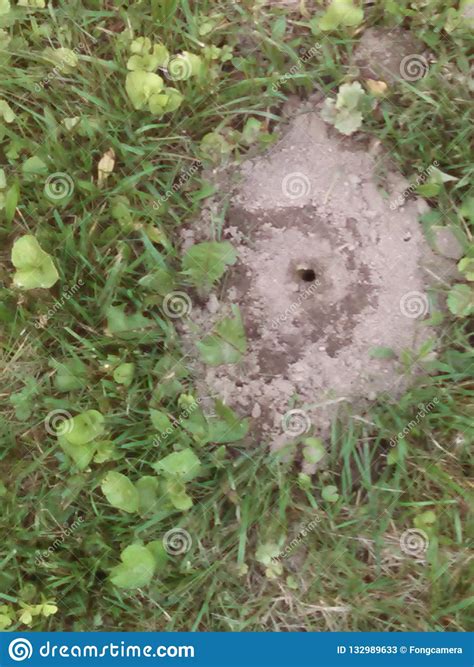 Bee Hole Stock Image Image Of Nest Ground Bees Hole 132989633