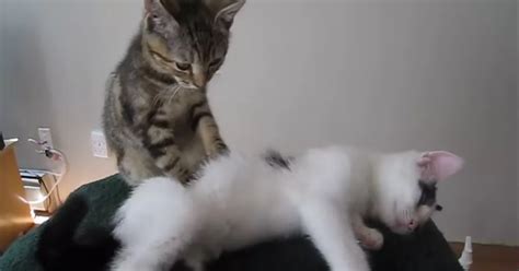 watch cats giving other cats massages is the most adorable thing you ll see today mirror online