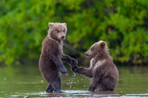 Adorable Bear Cubs Shaking Hands Irish Mirror Online