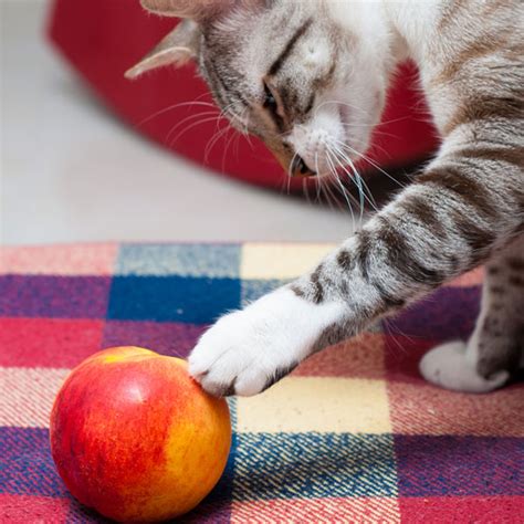 Peaches — or prunus persica — are small fruit with a fuzzy peel and a sweet white or yellow flesh. Can Cats Eat Peaches? - Catster