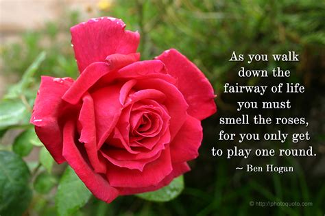 Quotes About Red Roses Quotesgram