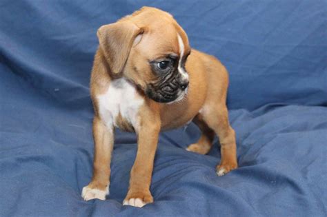 Boomer4 The Boxer Puppy For Sale