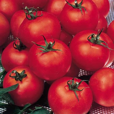 Tomato Seeds F1 Shirley Suttons