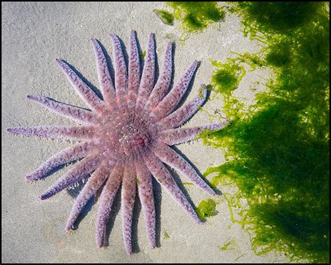 Hi Im A Multi Legged Starfish Ive Never Seen Or Even Kn Flickr