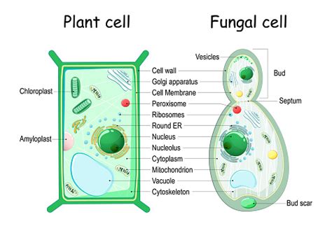 Plant Cell And Fungal Cell Structure Stock Illustration Download