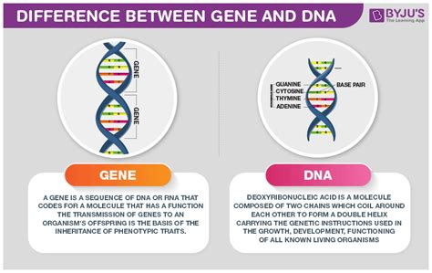 Genes are generally encoded by dna. Difference Between Gene And DNA - BYJU'S