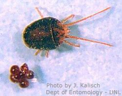 Clover Mites Are Entering Homes Extension Entomology