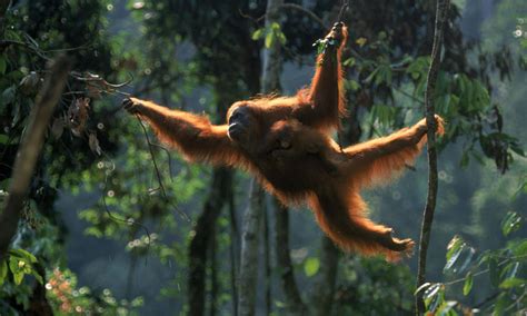 Sumatran Orangutan Species Wwf