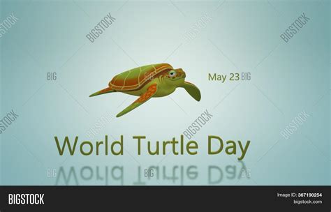 World Turtle Day 3d Image And Photo Free Trial Bigstock