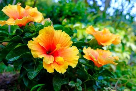 How To Propagate Hibiscus From Seeds Or Cuttings The Practical Planter