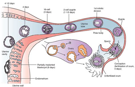 🌱 Process Of Conception To Implantation Conception Pictures From Egg