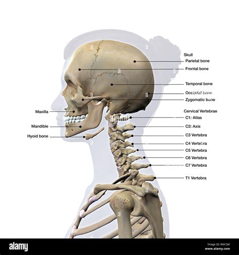 Lateral View Of A Womans Skull And Cervical Spine Labeled Stock Photo