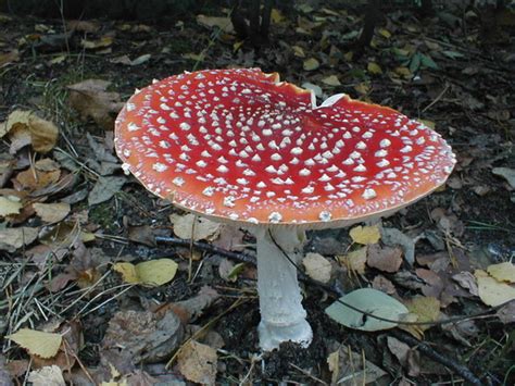 Red Mushrooms With White Dots Driverlayer Search Engine