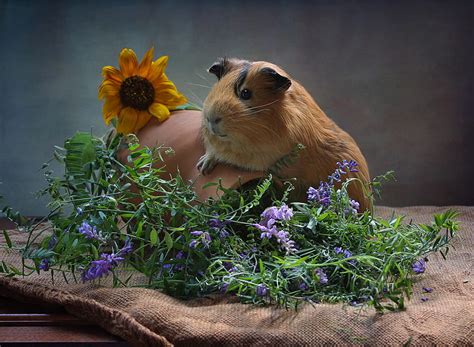 Animal Guinea Pig Flower Rodent Hd Wallpaper Peakpx