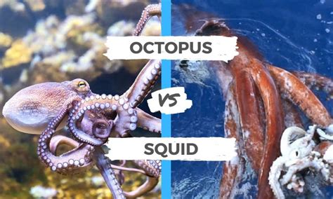 Octopus Vs Squid All You Need To Know Surfs Up Magazine