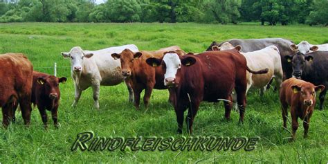 Check spelling or type a new query. Rindfleischkunde | Was ist ein Rind? - Mein BioRind