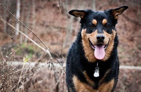 German Shepherd Rottweiler Mix The Complete Guide My Dogs Name