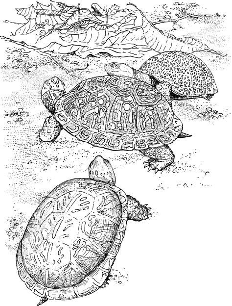 Https://techalive.net/coloring Page/sea Turtle Coloring Pages