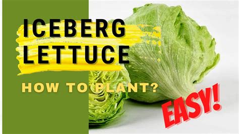How To Plant Iceberg Lettuce At Home Easy Tutorial Youtube