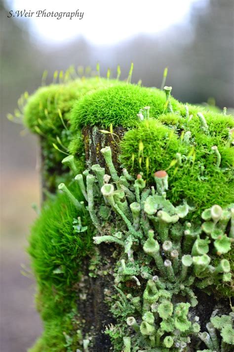Gorgeous Moss And Lichens Such A Rich Image Full Of Life Moss And