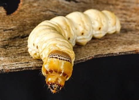 Which Witchetty Grubs To Grab Choose Your Insect Dinner Wisely