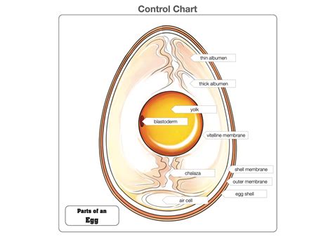 Montessori Materials: Parts of an Egg Puzzle and Nomenclature Cards (6-9)